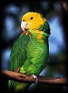 Amazon Parrot - CLICK HERE to ENTER !!!