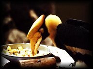 Hornbill eating from a plate